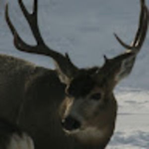 Meet your Posher, Nicholas